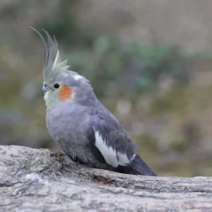 Cockatiel
