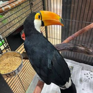Toco Toucan