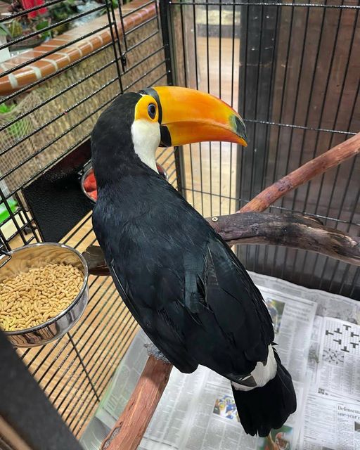 Toco Toucan