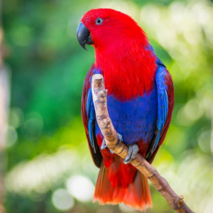 Eclectus