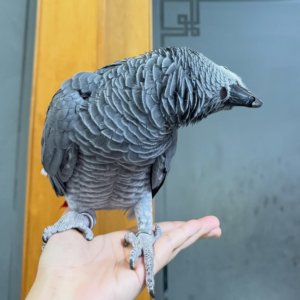 Leo – 2-Year-Old Male African Grey Parrot | Intelligent & Talking Companion